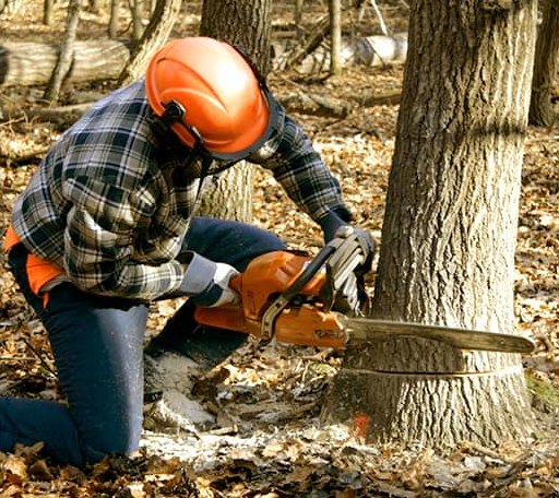 Tree Removal in Church Hill, MD